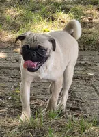 Charlie , a male Pug for sale in Lebanon, PA – 1 of 8