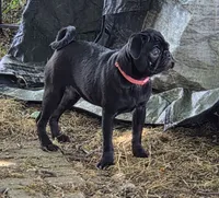 Azalea , a female Pug for sale in Lebanon, PA – 4 of 8