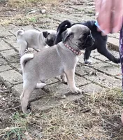 Benny, a male Pug for sale in Lebanon, PA – 6 of 7