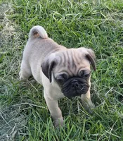 Cooper , a male Pug for sale in Lebanon, PA – 5 of 6