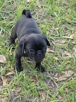 Onyx, a male Pug for sale in Zolfo Springs, FL – Photo 4 of 5