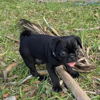 Onyx, a male Pug for sale in Zolfo Springs, FL – Photo 5 of 5