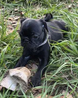 Onyx, a male Pug for sale in Zolfo Springs, FL – Photo 3 of 5