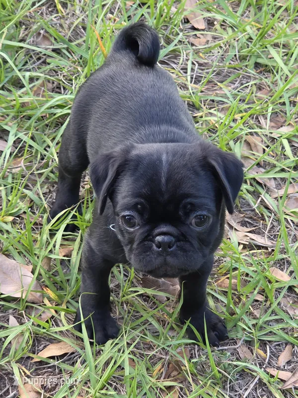 Onyx – Pug puppy for sale in Zolfo Springs, FL