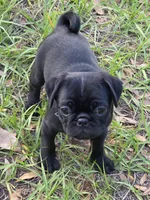 Onyx, a male Pug for sale in Zolfo Springs, FL – Photo 1 of 5