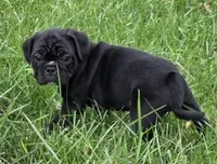 Teddy , a male English Bulldog and Pug for sale in Lebanon, PA – 6 of 7