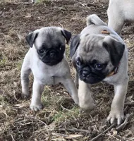 Pipsqueak, a male Pug for sale in Lebanon, PA – 3 of 8