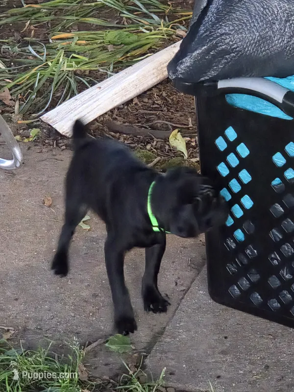 Cooper  – Pug puppy for sale in Lebanon, PA