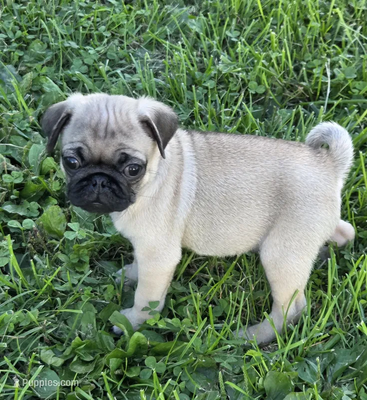 Mickey  – Pug puppy for sale in Lebanon, PA
