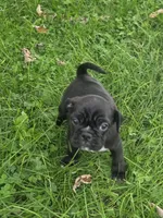 Millie , a female English Bulldog and Pug for sale in Lebanon, PA – 6 of 6