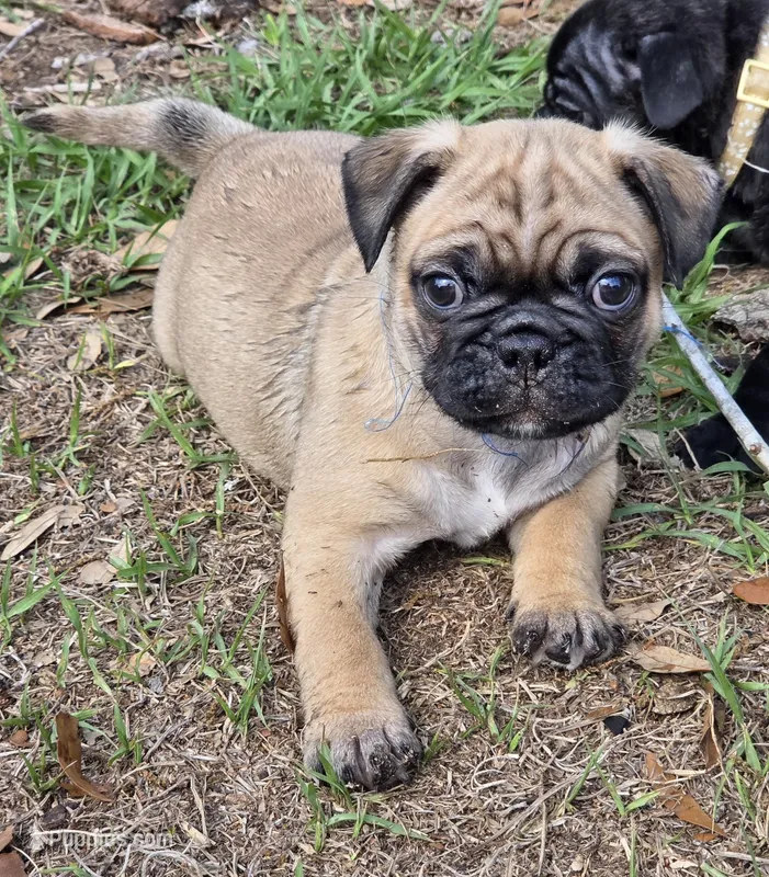Dusty  – English Bulldog, Pug puppy for sale in Zolfo Springs, FL