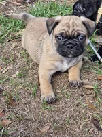 Dusty , a male English Bulldog and Pug for sale in Zolfo Springs, FL – Photo 3 of 4