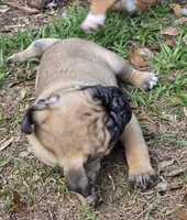 Dusty , a male English Bulldog and Pug for sale in Zolfo Springs, FL – Photo 4 of 4