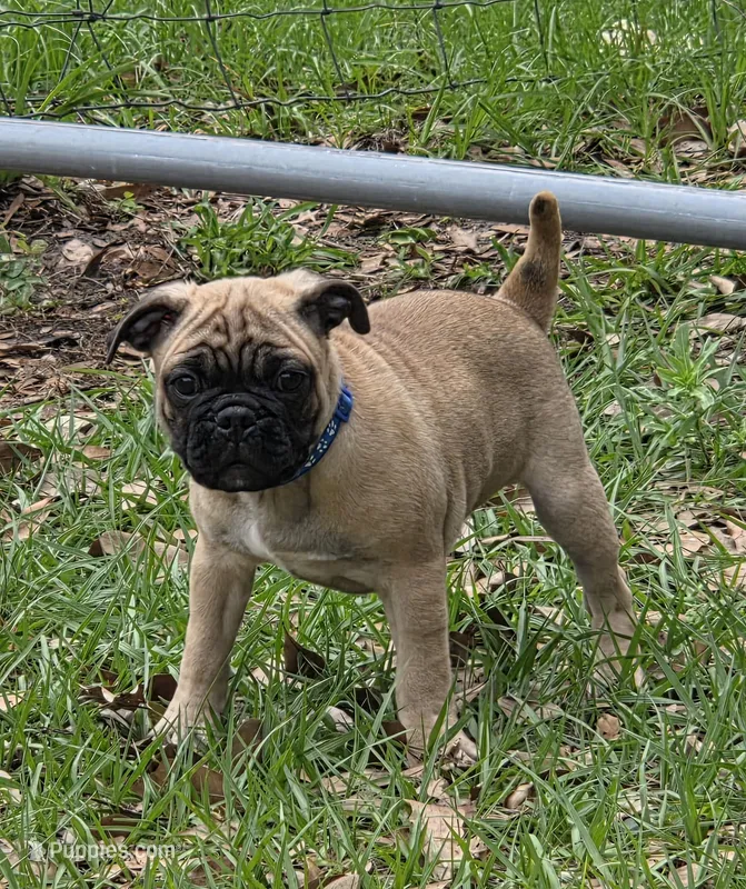 Dusty  – English Bulldog, Pug puppy for sale in Zolfo Springs, FL