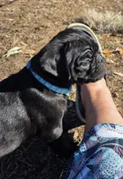 Archie , a male Pug for sale in Zolfo Springs, FL – Photo 3 of 4