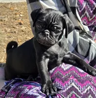 Archie , a male Pug for sale in Zolfo Springs, FL – Photo 2 of 4