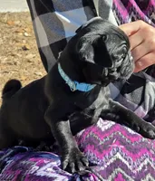 Archie , a male Pug for sale in Zolfo Springs, FL – Photo 4 of 4