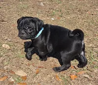 Archie , a male Pug for sale in Zolfo Springs, FL – Photo 1 of 4
