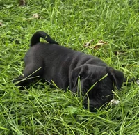 Zoey , a female English Bulldog and Pug for sale in Lebanon, PA – 5 of 6