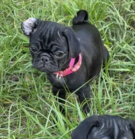 Azalea , a female Pug for sale in Zolfo Springs, FL – Photo 3 of 5