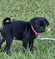Azalea , a female Pug for sale in Zolfo Springs, FL – Photo 4 of 5