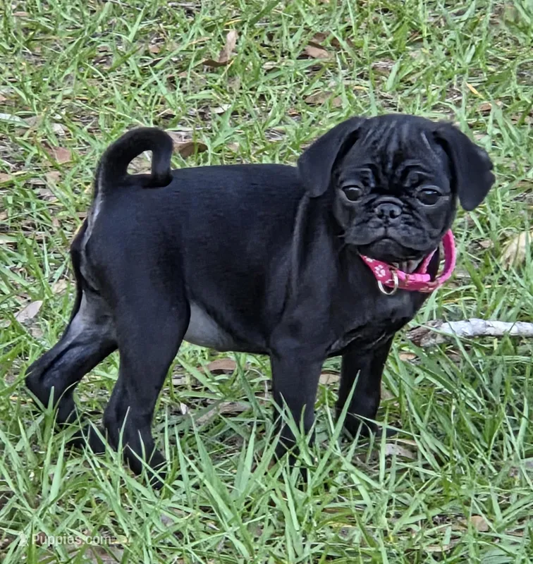 Azalea  – Pug puppy for sale in Zolfo Springs, FL