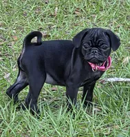 Azalea , a female Pug for sale in Zolfo Springs, FL – Photo 1 of 5