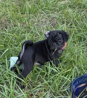 Azalea , a female Pug for sale in Zolfo Springs, FL – Photo 2 of 5