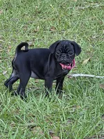 Azalea , a female Pug for sale in Zolfo Springs, FL – Photo 5 of 5