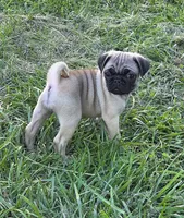 Sadie, a female Pug for sale in Lebanon, PA – 3 of 6