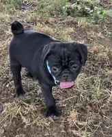 Bruno, a male Pug for sale in Lebanon, PA – 2 of 8