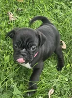 Millie , a female English Bulldog and Pug for sale in Lebanon, PA – 3 of 6