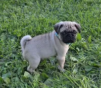 Cooper , a male Pug for sale in Lebanon, PA – 2 of 6
