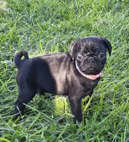 Josie , a female Pug for sale in Lebanon, PA – 4 of 5