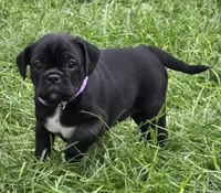 Poppy , a female English Bulldog and Pug for sale in Lebanon, PA – 2 of 7
