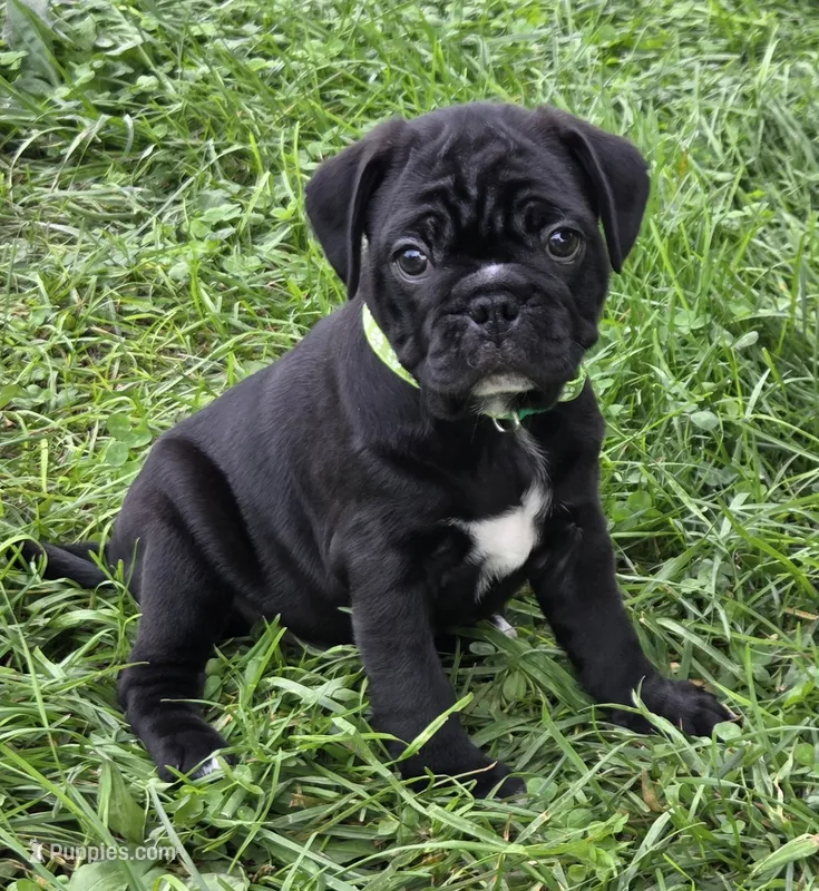 Teddy  – English Bulldog, Pug puppy for sale in Lebanon, PA