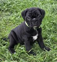 Teddy , a male English Bulldog and Pug for sale in Lebanon, PA – 1 of 7