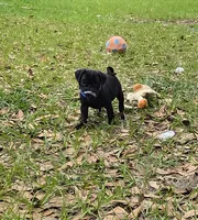 Cooper , a male Pug for sale in Zolfo Springs, FL – Photo 2 of 2