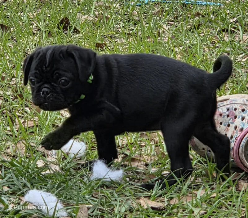 Cooper  – Pug puppy for sale in Zolfo Springs, FL
