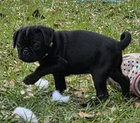 Cooper , a male Pug for sale in Zolfo Springs, FL – Photo 1 of 2