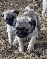Benny, a male Pug for sale in Lebanon, PA – 4 of 7