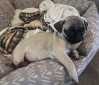 Pipsqueak, a male Pug for sale in Lebanon, PA – 8 of 8