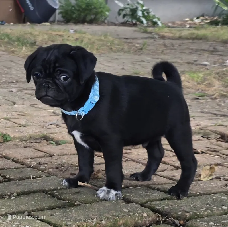 Bruno – Pug puppy for sale in Lebanon, PA