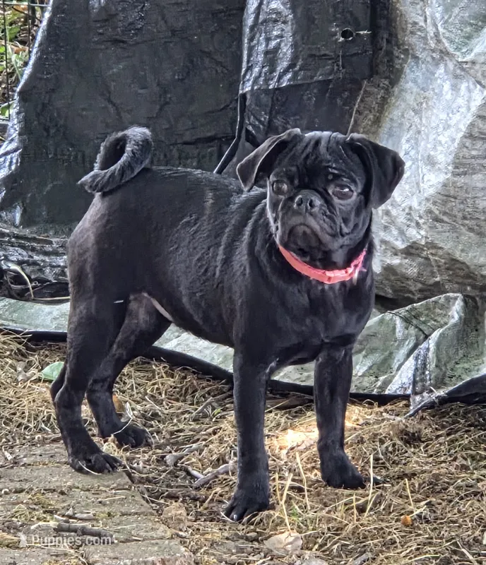 Azalea  – Pug puppy for sale in Lebanon, PA