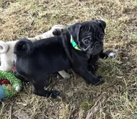 Brody , a male Pug for sale in Lebanon, PA – 6 of 7