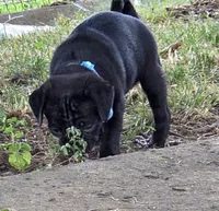 Bruno, a male Pug for sale in Lebanon, PA – 7 of 8