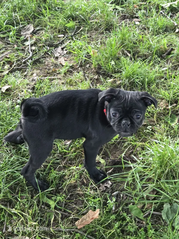 Jasper  – Pug puppy for sale in Lebanon, PA