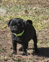 Montie, a male Pug for sale in Zolfo Springs, FL – Photo 5 of 5