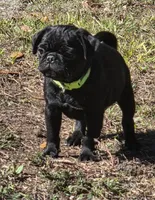 Montie, a male Pug for sale in Zolfo Springs, FL – Photo 1 of 5
