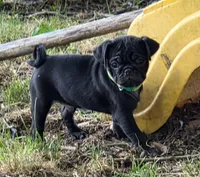 Brody , a male Pug for sale in Lebanon, PA – 4 of 7